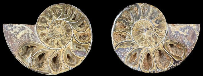 Cut & Polished, Agatized Ammonite Fossil - Jurassic #53831